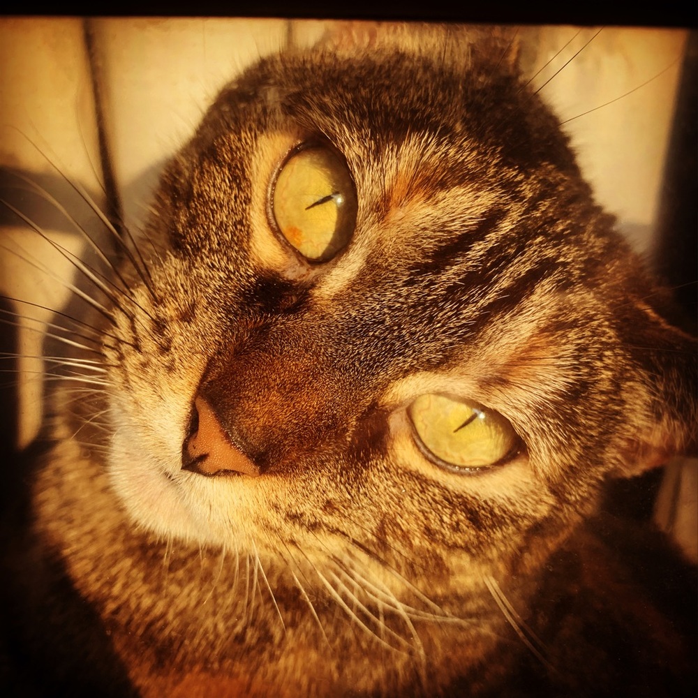 Meet your Posher, Leona